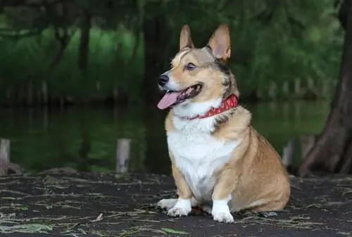 Corgi