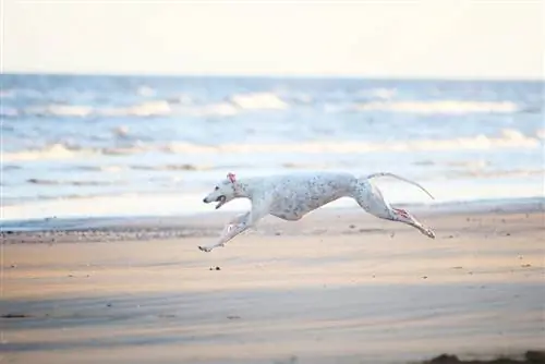 Anjing greyhound putih berlari di pantai