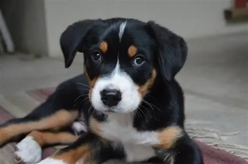 cachorro grande montanha suíça