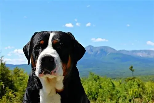 Greater Swiss Mountain Dog Rasinformation: Bilder, egenskaper & Fakta