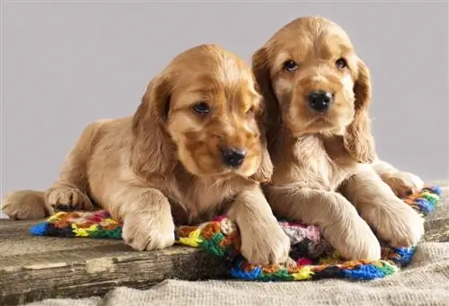 Cocker spaniel Inggris