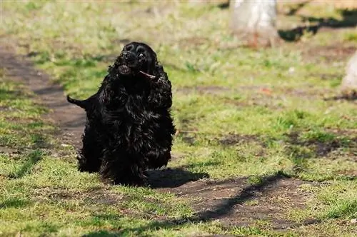 Cocker Spaniel inglese nero