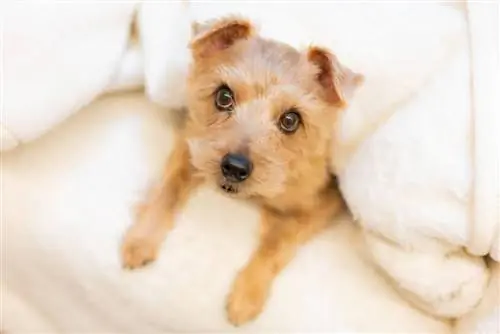 chiot terrier norfolk