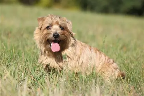 terrier norfolk