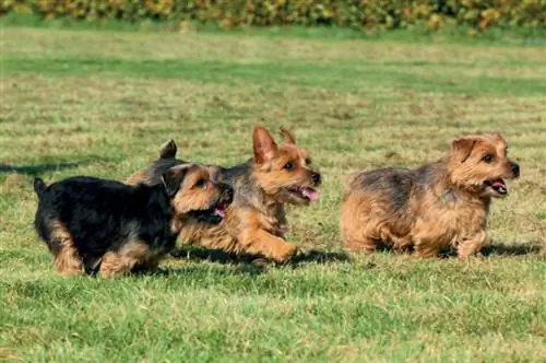 norfolk terriers