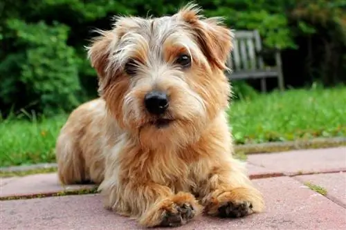 Norfolk Terrier it cinsi haqqında məlumat: Şəkillər, xüsusiyyətləri & Faktlar