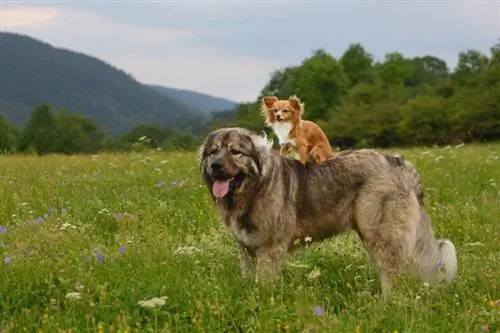 jonge chihuahuahond met kaukasische herder