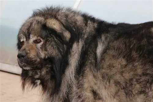 Russian Bear Dog (Caucasian Shepherd Breed) Impormasyon: Mga Larawan, Mga Katangian & Mga Katotohanan