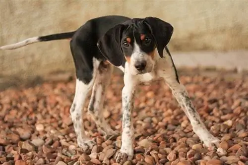 cucciolo di foxhound americano