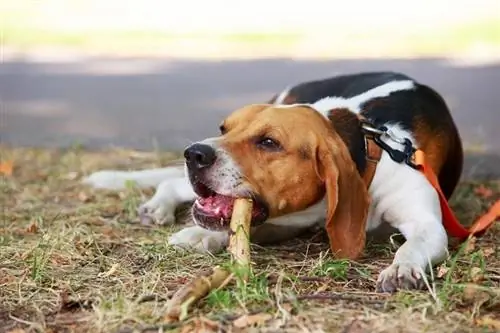 American Foxhound mordicchia un bastone