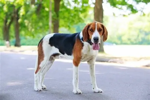 American Foxhound Hunde Race Info: Billeder, træk & Fakta