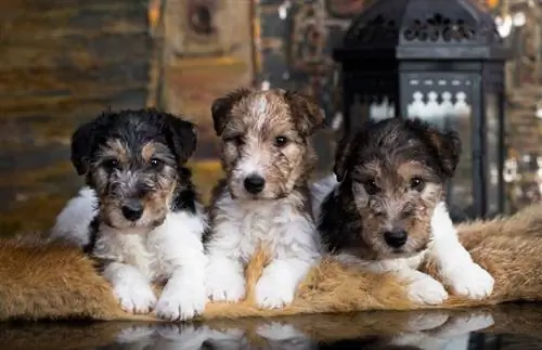 Wire Fox Terrier kutsikas