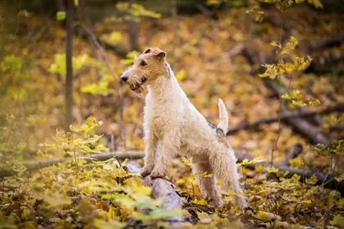 Wire Fox Terrier Hunde Race Info: Billeder, personlighed & Fakta