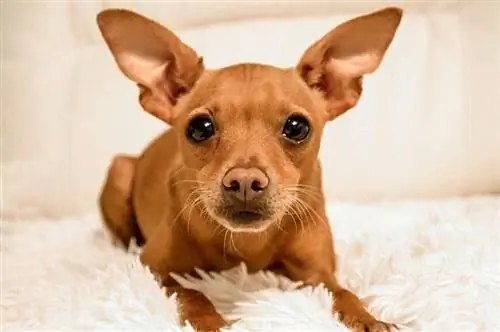 cadell de pinscher marró