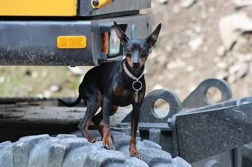 pinscher miniatura