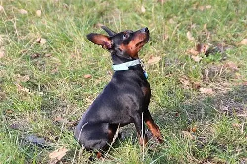 pinscher