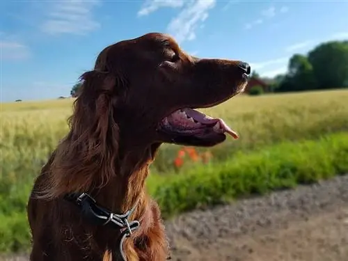 Irsk setter smiler