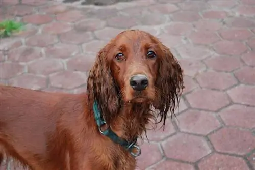 Chien mouillé Setter Irlandais