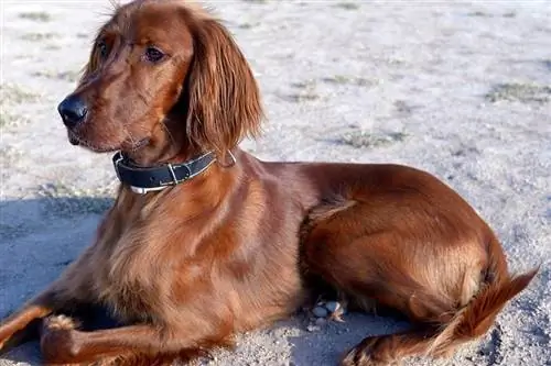 Ierse Setter buiten