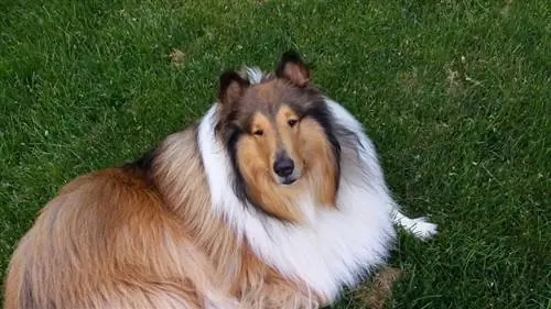 collie döşənməsi