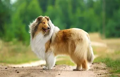 Collie Dog Breed Info: Afbeeldingen, Kenmerken & Feiten