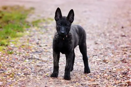 Dutch shepherd puppy