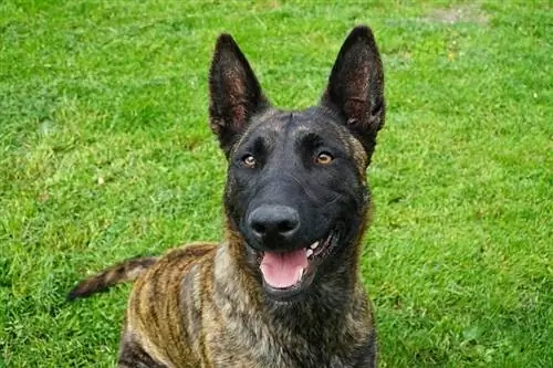 dutch shepherd dila out