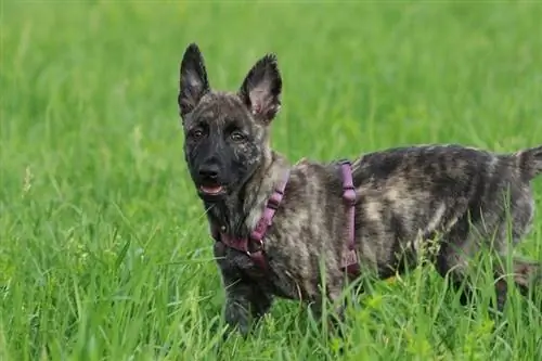 closeup anak anjing gembala belanda