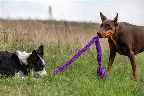 doberman collie