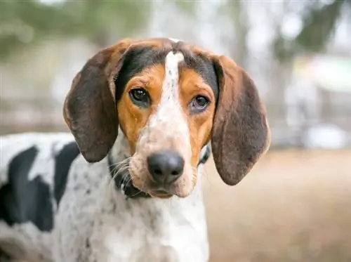 Treeing Walker Coonhound