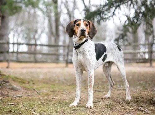 الشجرة ووكر Coonhound