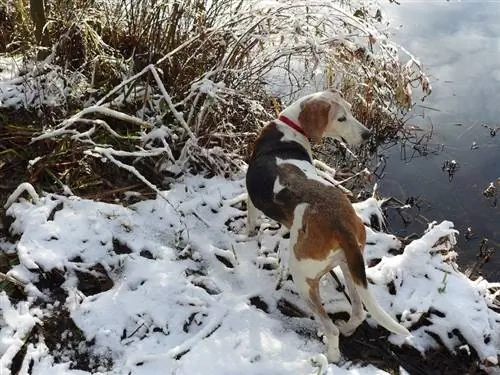 الشجرة ووكر Coonhound