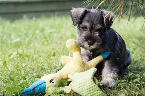 Cachorro Schnauzer Miniatura