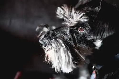 Cara de Schnauzer miniatura negro