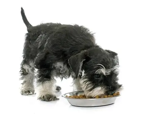 Cachorro Schnauzer miniatura comiendo