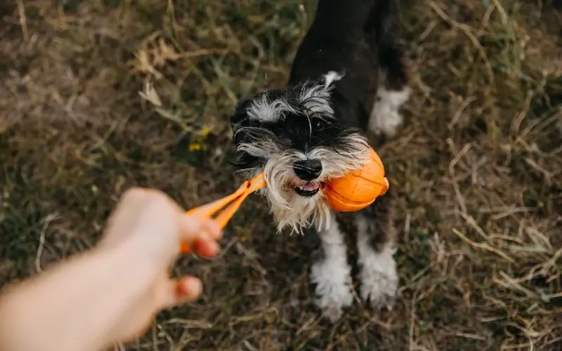 Schnauzer miniatura jugando remolcador con perro de juguete