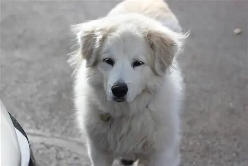 pyreneese husky hund