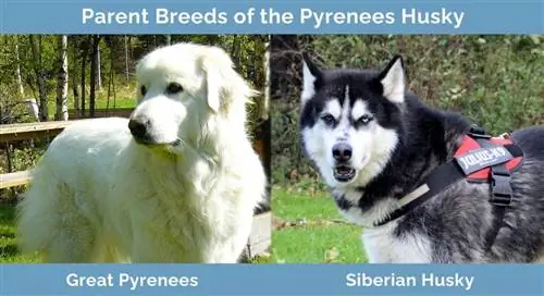 Cov niam txiv yug ntawm Pyrenees Husky