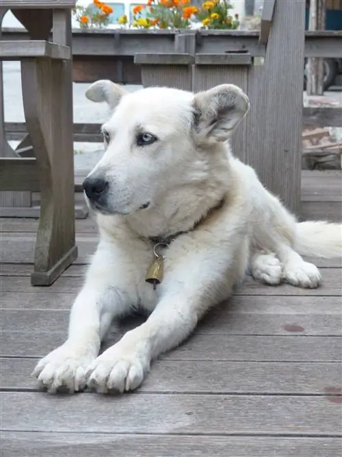 pyrenees husky dog