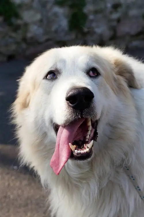 cão husky pirenaico