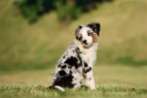 Cachorro de pastor americano en miniatura