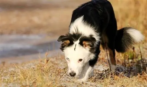 Me me American shepherd