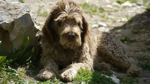 פודל פודל גרמני קצר שיער (German Shorthaired Pointer & מיקס פודל): מידע, תמונות ותכונות