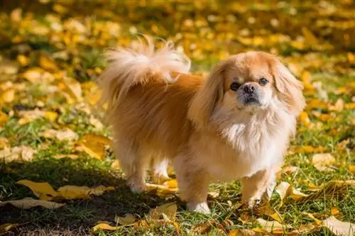 күзүндө pekingese