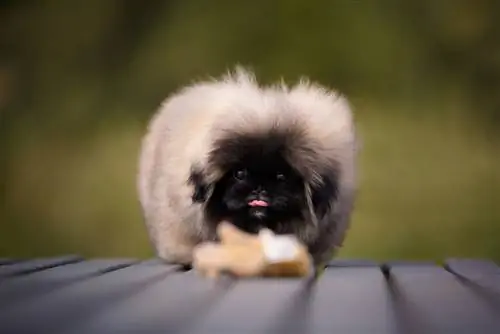 сүйкүмдүү pekingese күчүк