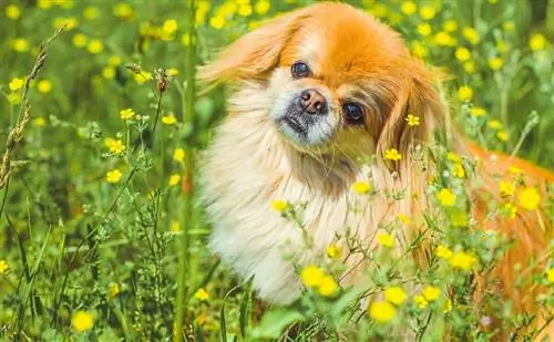 pekingese