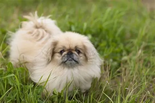 fawn pekingese