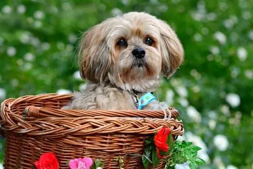 lhassa apso dans un panier