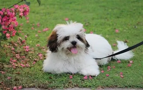 Lhasa Apso's