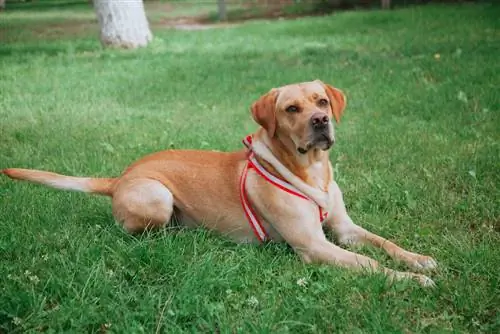 Gointer (Penunjuk Bahasa Inggeris & Campuran Golden Retriever): Maklumat, Gambar, Fakta